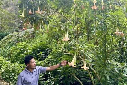 Bali mit Jugendlichen - Java & Bali Family & Teens - Munduk Walk Guide zeigt Pflanzen