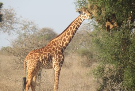 Kenia Familienreise - Kenia for family individuell - Strand & Buschabenteuer - Safari Taita Hills - Giraffe