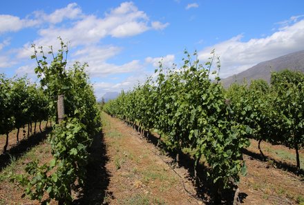 Familienreise Südafrika mit Kindern - Garden Route for family individuell deluxe - Weingut 