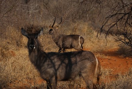 Südafrika mit Kindern - Südafrika for family - Makutsi Safari Farm - Nacht-Jeepsafari - Antilopen