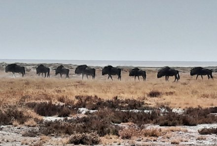 Namibia Familienreise im 4x4 Mietwagen mit Dachzelt - Etosha Nationalpark - Gnus