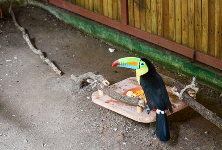 Costa Rica for family Junior - Costa Rica mit Kindern - Wildlife Rescue Center La Fortuna - Tukan