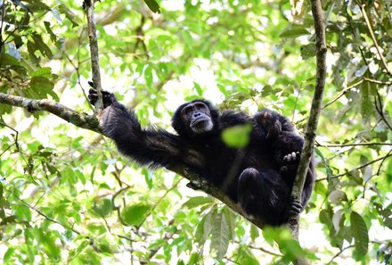 Uganda Familienurlaub - Uganda Family & Teens - Schimpanse im Baum 