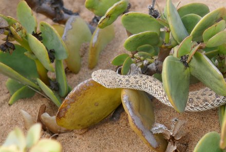 Namibia Familienreise individuell - Swakopmund - Little Five Tour - Schlange