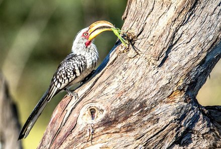 Namibia Deluxe Familienreise -  Windhoek - Vogel auf dem Baum