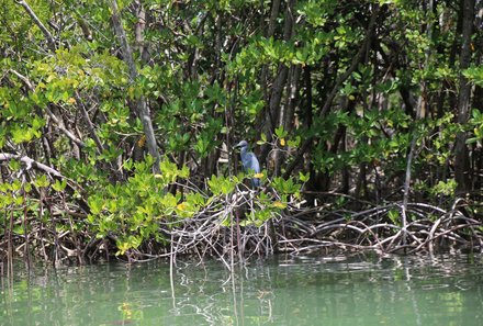 Florida Familienreise - Florida for family - Lovers Key State Park - Vogel