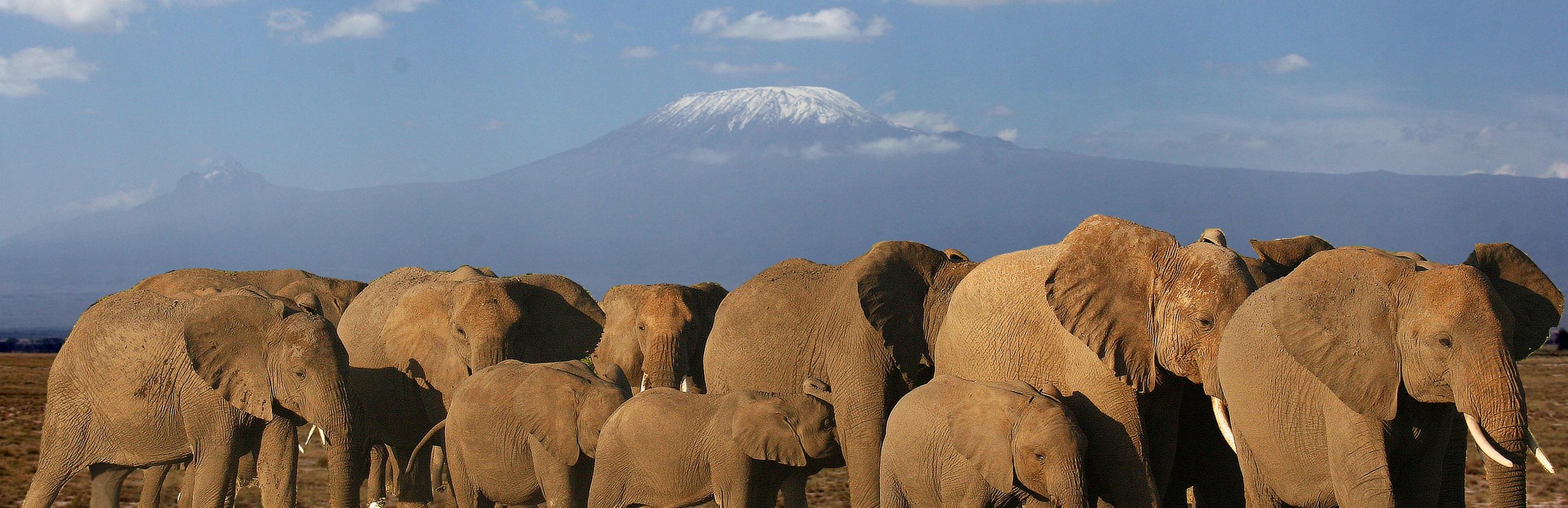 Kenia Familienreise - Kenia Familienurlaub - Elefanten vor Kilimandscharo