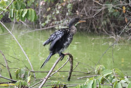 Tansania Familienurlaub - Tansania for family - Duluti Kratersee - Vogel am Vulkansee