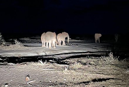 Kenia Familienreise - Kenia for family individuell - Best of Chale Island - Elefanten bei Nachtpirschfahrt