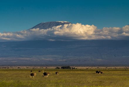 Kenia Familienreise - Kenia for family individuell - Best of Safari & Chale Island - Safari im Amboseli Nationalpark - Blick Kilimandscharo und Strauße