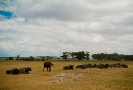 Kenia Familienreise - Kenia Family & Teens - Safari im Amboseli Nationalpark - Büffelherde