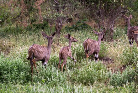 Kenia Familienreise - Kenia for family individuell deluxe - Safari im Tsavo West Nationalpark - Kudus