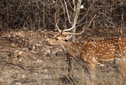 Indien for family - Indien Familienreise - Safari im Ranthambore Nationalpark - Axishirsch