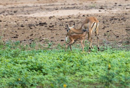 Kenia Familienreise - Kenia for family individuell - Strand & Buschabenteuer - Safari im Tsavo Ost NP - Impalas