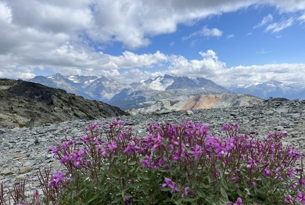 Westkanada for family - Familienurlaub Kanada - Whistler lila Blumen