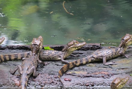 Costa Rica for family Deluxe - Familienreise in Costa Rica - Babykrokodile 