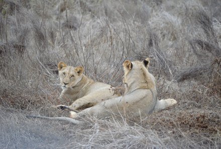 Kenia Familienreise - Kenia for family individuell - Best of Safari & Chale Island - Tsavo Ost Nationalpark - zwei Löwen im trockenen Gras