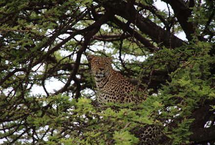 Kenia Familienreise - Kenia for family individuell deluxe - Leopard im Baum