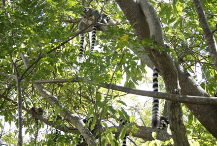 Madagaskar Familienreise - Madagaskar Family & Teens - Anja-Lemurenreservat