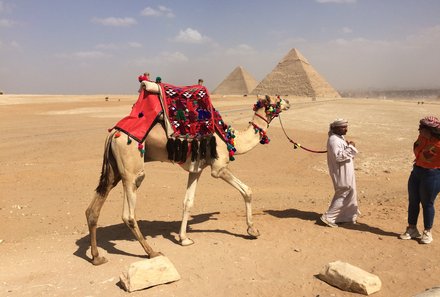 Familienreise Ägypten - Ägypten for family individuell deluxe - Kamele bei den Pyramiden von Gizeh