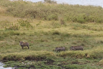 Serengeti mit Kindern individuell - Best of Familiensafari Serengeti - Tiere im Arusha Nationalpark