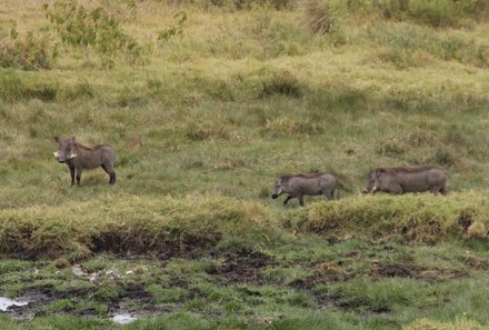 Tansania Familienurlaub - Tansania for family - Tiere im Arusha Nationalpark