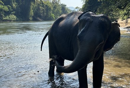 Thailand Familienreise mit Kindern - Thailand for family individuell - Elefant im Wasser