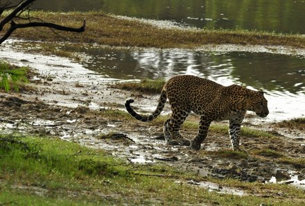 Sri Lanka Familienreise - Sri Lanka Summer for family - Leopard am Wasser