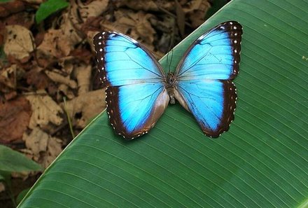 Familienurlaub Costa Rica - Costa Rica Abenteuer Regenwald und Pazifik - Ecocentro Danaus - blauer Schmetterling