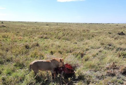 Tansania Familienreise - Tansania Family & Teens - Serengeti Nationalpark - Löwe bei seiner Mahlzeit