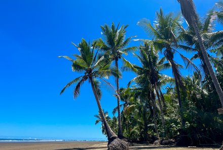 Familienurlaub Costa Rica - Costa Rica Abenteuer Regenwald und Pazifik - Uvita - Palmen am Strand