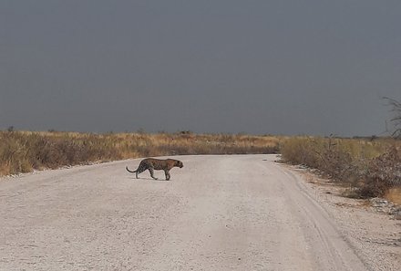 Namibia Familienreise im 4x4 Mietwagen mit Dachzelt - Etosha Nationalpark - Gepard