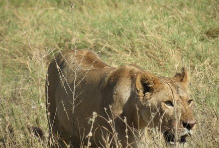 Kenia Familienreise - Kenia for family individuell deluxe - Safari im Amboseli Nationalpark - Löwe auf der Pirsch