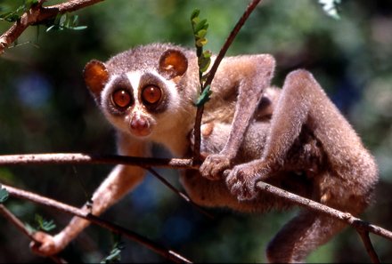 Sri Lanka Sommerurlaub mit Kindern - Loris am Tag