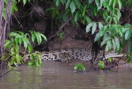 Familienreise Malaysia - Malaysia & Borneo Family & Teens - Krokodil in Malaysia