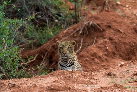 Kenia Familienreise - Kenia for family individuell deluxe - Safari im Tsavo West Nationalpark - Leopard versteckt sich