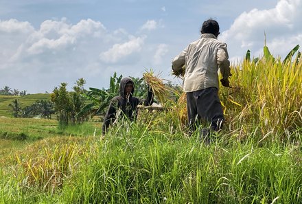 Bali mit Kindern - Bali for family - Einheimische arbeiten 