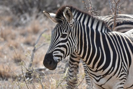 Familienreise Südafrika mit Kindern - Garden Route for family individuell deluxe - Zebra