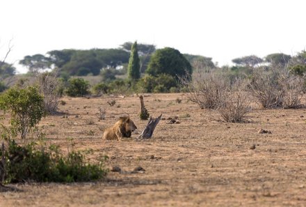 Kenia Familienreise - Kenia Family & Teens - Pirschfahrt im Tsavo Ost Nationalpark - Löwe in der Ferne