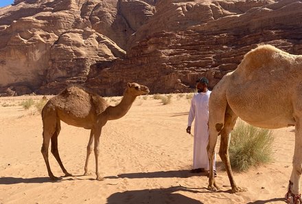 Jordanien for family individuell - Wadi Rum - Kamele in der Wüste