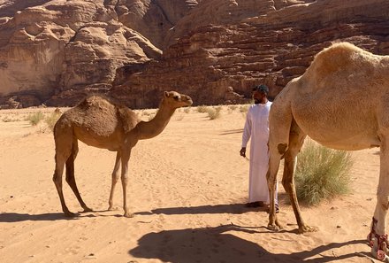 Jordanien Rundreise mit Kindern - Jordanien for family - Kamele in der Wüste