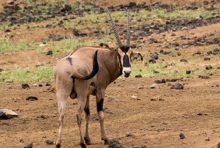 Kenia Familienreise - Kenia for family individuell deluxe - Safari im Tsavo West Nationalpark - Spießbock