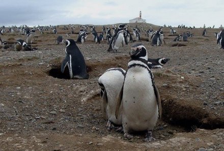 Patagonien Family & Teens - Punta Arenas - Pinguininsel