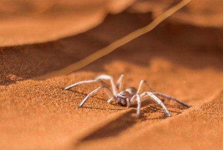 Namibia Deluxe Familienreise individuell - Sossusvlei - Spinnentier in der Wüste