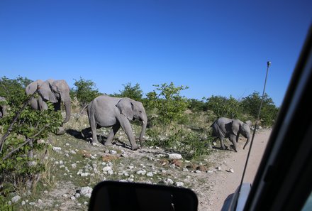 Namibia Deluxe Familienreise - Etosha Nationalpark - Elefanten