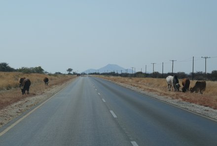 Namibia Deluxe Familienreise - Etosha Nationalpark - Tiere auf der Fahrbahn