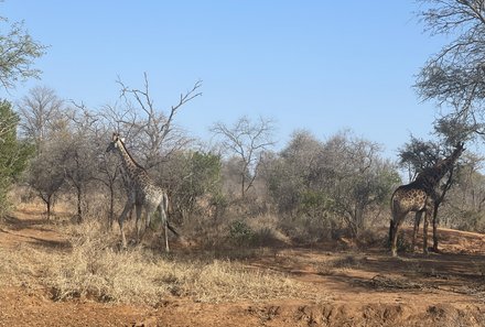 Südafrika mit Kindern - Südafrika for family - Makutsi Safari Farm - Pirschfahrt - Giraffen in Natur