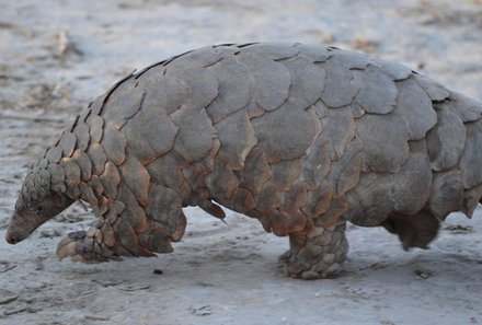 Namibia Deluxe Familienreise - Etosha Nationalpark - Tier mit Panzer