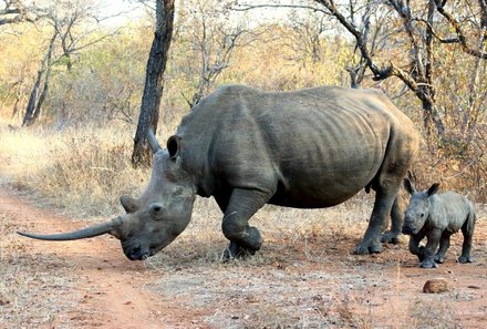 Familienurlaub Südafrika - Südafrika for family - Rhino Safari auf Makutsi - Nashörner