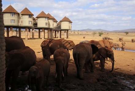 Kenia Familienreise - Kenia for family individuell - Strand & Buschabenteuer - Elefanten bei der Salt Lick Lodge